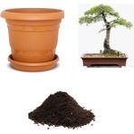Serdar Çam Tohumculuk Ithal Sarı Alıç Bonsai Ağacı Tohumu Ekim Seti - 5 Adet