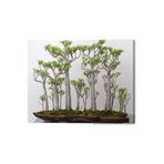 Serdar Çam Tohumculuk Japon Kavağı Bonzai Ağacı Tohumu 5 Adet Bonsai Ağacı Tohumu