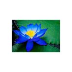 Serdar Çam Tohumculuk Mavi Lotus Çiçeği Tohum Nilüfer Çiçeği Tohumu Mavi Lotus Tohumu 4 Adet Tohum