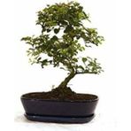 Serdar Çam Tohumculuk Mor Tesbih Bonzai Ağacı Tohumu 5 Adet Bonsai Ağacı Tohumu