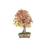 Serdar Çam Tohumculuk Nadir Ithal Bodur Liquidambar Bonzai Ağacı Tohumu 5 Tohum Bonsai Tohumu