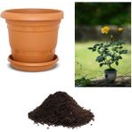 Serdar Çam Tohumculuk Nadir Sarı Gül Bonsai Ağacı Tohumu Ekim Seti - 5 Adet