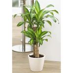 Servet Bitkisi / Dracaena (Draçena) Fragrans Massengana / 80-100 cm / 2 Kollu / Sevilen Bitki