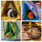 Sevda/cennet Papağanı Uyku Hamağı Çadırı Kuş Oyuncağı (Gri)