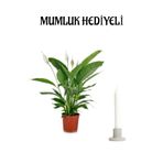 Sevgiler Gününe Özel Beyaz Barış Çiçeği Mumluk Hediyeli Ofis Bitkisi, BTS001NA1843