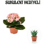 Sevgililer Gününe Özel Açık Pembe Kalalnşo-Emel Hanım Çiçeği Sukulent Hediyeli