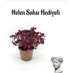 Sevgililer Gününe Özel Çingene Şalvarı Çiçeği Hele Saksı Hediyeli