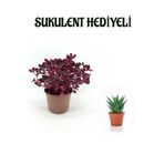 Sevgililer Gününe Özel Çingene Şalvarı|iresine Herbtis Bitkisi Sukulent Hediyeli