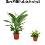 Sevgililer Gününe Özel Hediyelik Beyaz Barış Çiçeği Sarı Milli Kaktüs Hediyeli