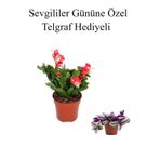 Sevgililer Gününe Özel Kırmızı Renk Yılbaşı Çiçeği Telgraf Hediyeli