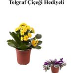 Sevgililer Gününe Özel Sarı Renk Kalanşo-Emel Hanım Çiçeği Telgraf Hediyeli
