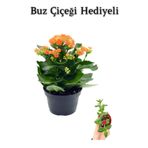 Sevgililer Gününe Özel Turuncu Renk Kalanşo-Emel Hanım Çiçeği Buz Çiçeği Hediyeli
