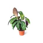 Sff Moda Calathea Louisae | Dua Çiçeği 12CM Ø - Yeşil Bitki