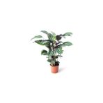 SFF Moda Yeşil Bitki - Calathea Louisae | Dua Çiçeği 17cm Ø