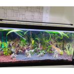 Shark Akvaryum Aydınlatma 75 cm 3 Sıra Osram Ledli ( 80-85 cm Akvaryumlar İçin Uygun-3465 lümen)