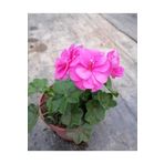 Shocking Pembe Sardunya Çiçeği Fidesi 10-20 cm