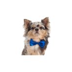 Show Tech Kedi ve Köpek Renkli Papyon Aksesuarı, 10 Adet, Çok Renkli, Hafif ve Konforlu, Kolay Takılabilir