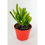 Shrek Kulağı Sukulent Crassula Ovata Gollum Para Ağacı Şirek Kulağı 8.5 Cm Kırmızı Saksıda