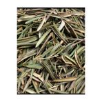 şifacı teyze Zeytin Yaprağı Çayı Taze Toplanmış (Olive Leaf) Delice Zeytin Yaprağı 150 gr