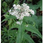 Şifali Boneset Çiçeği Tohumu(50 tohum)