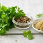 Şifalı Kişniş Aşotu Fidesi (5 adet)