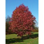 Sığla Ağacı Günlük Ağacı Liquidambar Styraciflua Palo Alto 20 40 cm Saksıda