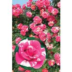 Sihirbaz Pembe Sarmaşık Gül Fidanı Fidesi Tüplü Saksılı 15-30Cm