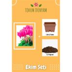 Sıklamen Çiçeği 1. Kalite Tohumu Ekim Seti