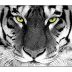Silent Monsters Fare Altlığı 240 x 200 mm Kumaş Fare Altlığı Kaplan - Kaymaz - Oyun Ofisi Ofis Ev Ofisi için - 24 x 20 cm Fare Altlığı - Tüm Fare Türleri için Küçük Fare Altlığı