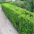 Şimşir Buxus Sempervirens Fidanı 20-40 Cm
