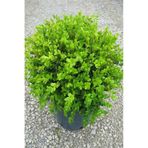 Şimşir Fidanı 20-40 Cm Buxus Japonica Rococo