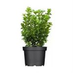 Şimşir Fidanı 20-40 Cm Buxus Japonica Rococo