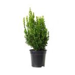 Şimşir Fidanı Buxus Sempervirens 20-30 Cm 1 Adet