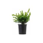 Şimşir Fidanı Küçük Yapraklı Buxus Sempervirens Suffruticosa 20 40 cm