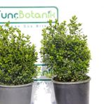 ŞİMŞİR ROTUNDİFOLİA 3 ADET PAKET - 4 MEVSİM YEŞİL ÇİT BİTKİSİ