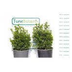 ŞİMŞİR ROTUNDİFOLİA 5 ADET PAKET-4 MEVSİM YEŞİL ÇİT BİTKİSİ