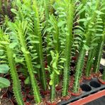 Sınırlı Üretim Euphorbia Trigona Green - Afrika Süt Ağacı Kaktüsü 5.5lik Saksıda, 18 Cm Ve Üzeri Boyda