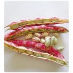 Sırık Barbunya Tohumu - 50 gr