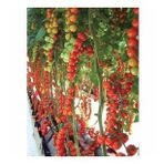 Sırık Cherry Domates* 25 Tohum