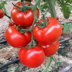 Sırık Domates Tohumu 5 Tohum +Saksı + Toprak Tohum