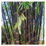 Siyah Bambu Agac Tohumu