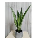 Siyah-Beyaz Dekoratif Taş Saksıda Paşa Kılıcı Fidesi 40-45 cm Boy 15 cm Çap