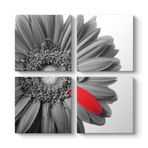 Siyah Beyaz Gerbera Tablosu 103 x 103-4 Parçalı