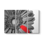 Siyah Beyaz Gerbera Tablosu 111 x 75-3 Parçalı