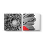 Siyah Beyaz Gerbera Tablosu 123 x 60-2 Parçalı