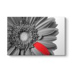 Siyah Beyaz Gerbera Tablosu 140 x 100