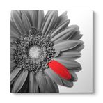 Siyah Beyaz Gerbera Tablosu 60 x 60
