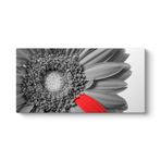 Siyah Beyaz Gerbera Tablosu 70 x 140