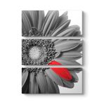 Siyah Beyaz Gerbera Tablosu 70 x 96-3 Parçalı