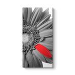 Siyah Beyaz Gerbera Tablosu 80 x 160